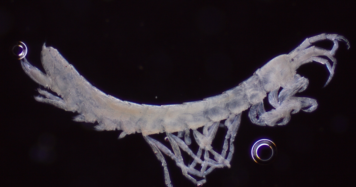 Intobole Insects Catching the Bug with the Service’s Groundwater Invertebrate Experts in ...