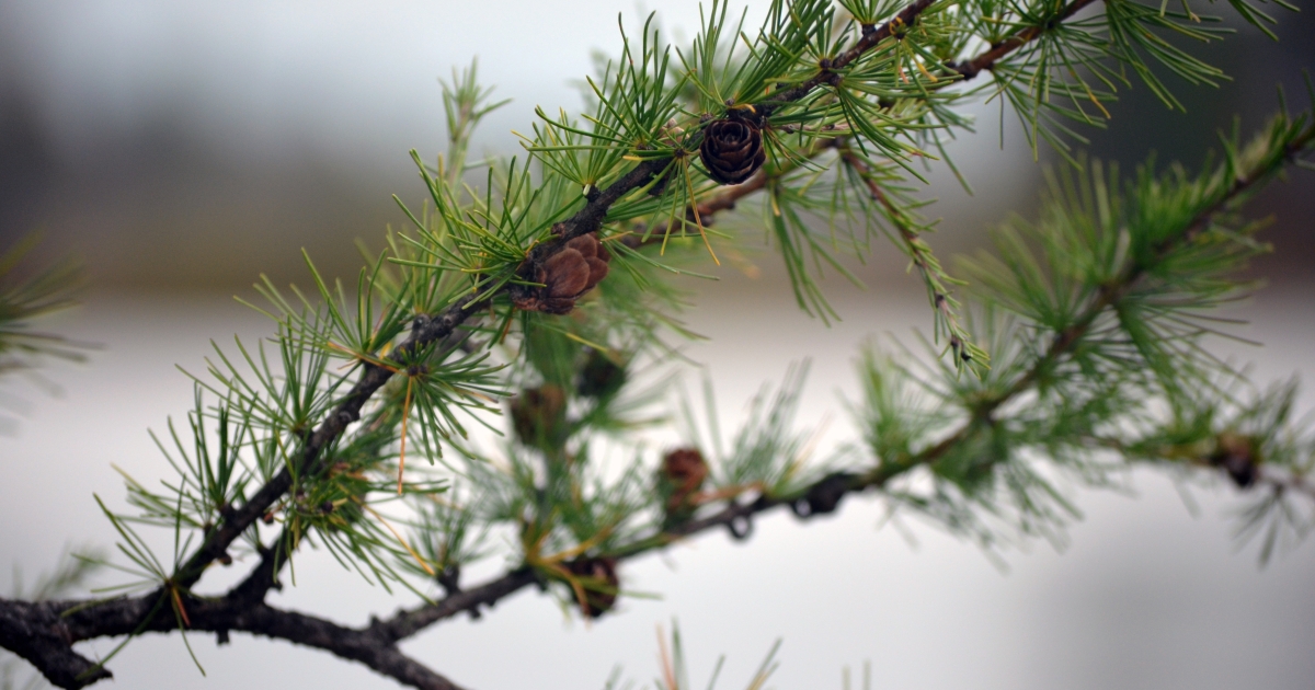 Hackmatack Winter Hackmatack National Wildlife Refuge celebrates 10th anniversary | U.S ...
