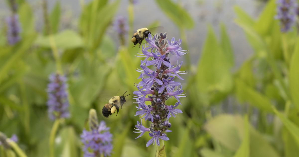 Pesticides, Bees and Plant-Pollinator Interactions, Thursday, Dec. 14,  2023, 11 a.m. - 12 p.m. PST - News & Events - UI Extension in Boundary  County
