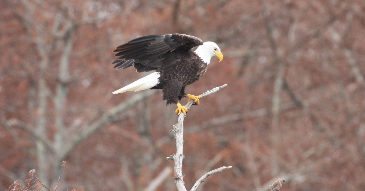 Free Eagle Tours at Reelfoot NWR!