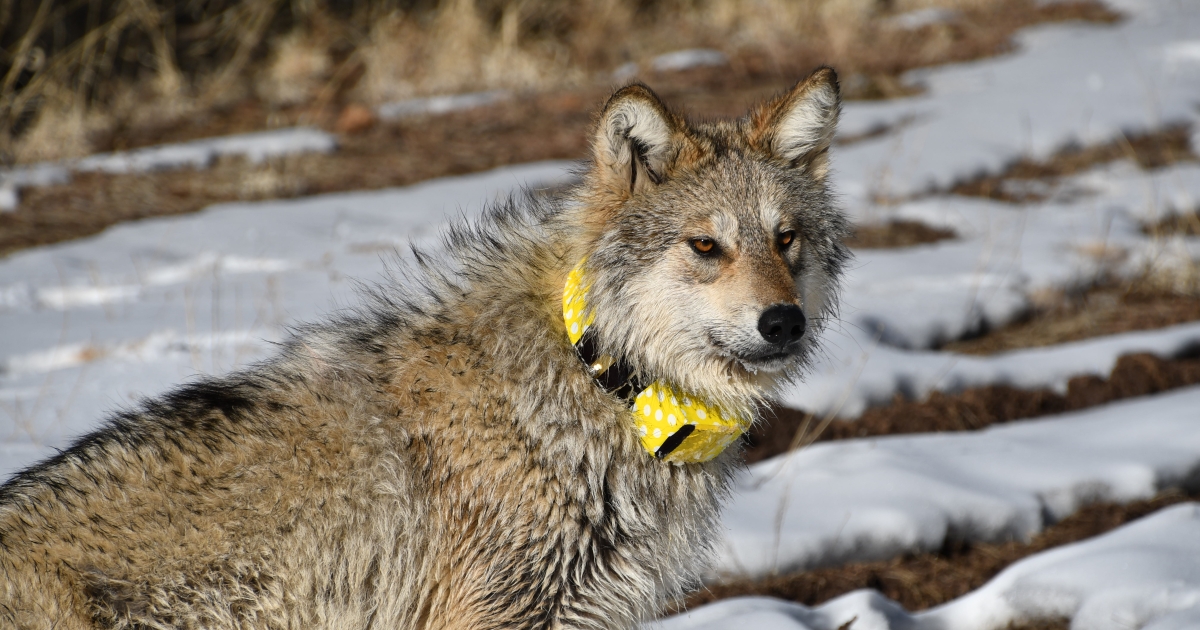 Mexican Wolf Numbers Soar Past 200 . Fish & Wildlife Service