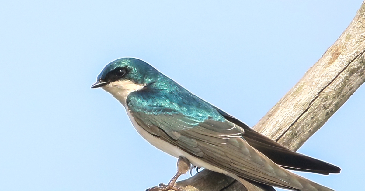 Tree Swallow | U.S. Fish & Wildlife Service
