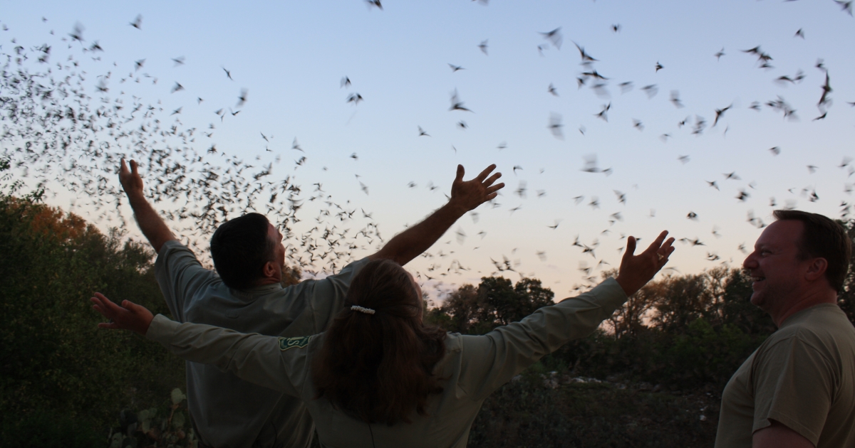 How to build a bat box U.S. Fish & Wildlife Service