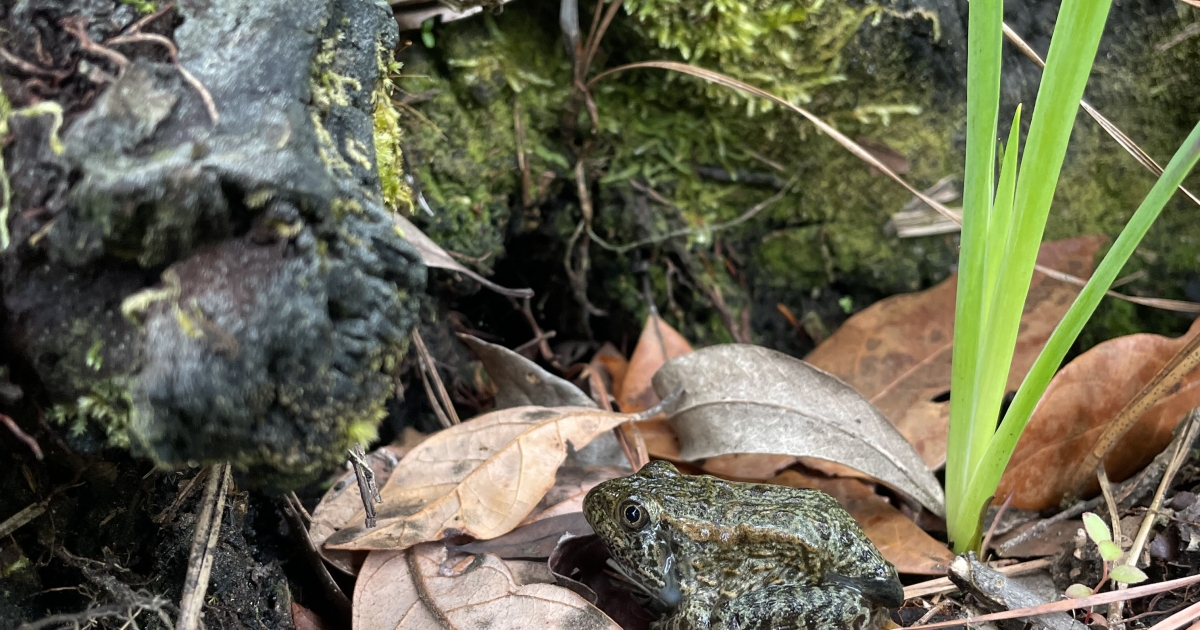 Gopher Frogs Under Surveillance! | U.S. Fish & Wildlife Service