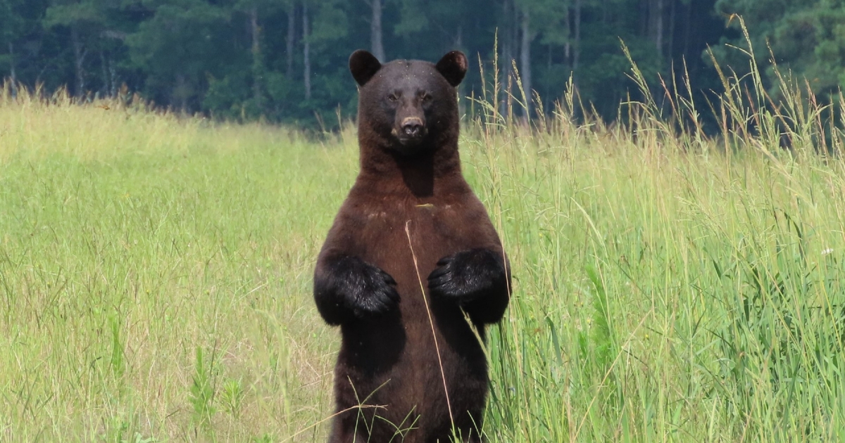 Standing Black Bear  U.S. Fish & Wildlife Service