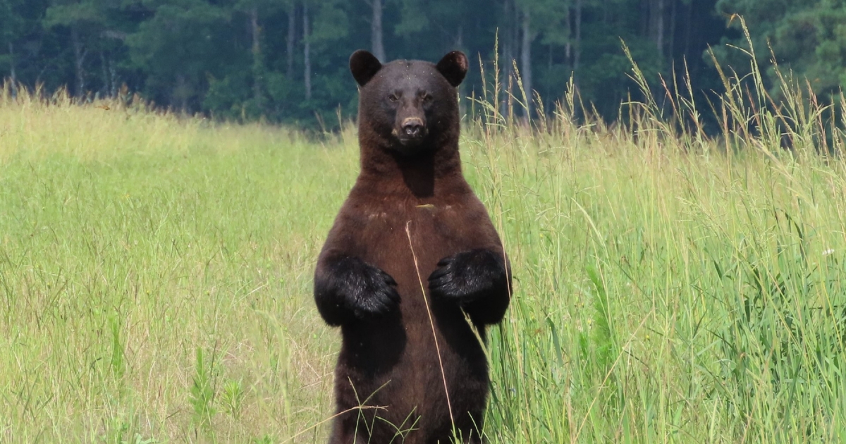 Standing Black Bear | U.S. Fish & Wildlife Service