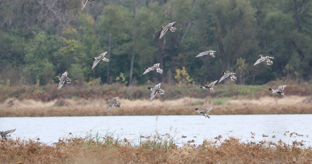 Two Rivers National Wildlife Refuge | U.S. Fish & Wildlife Service