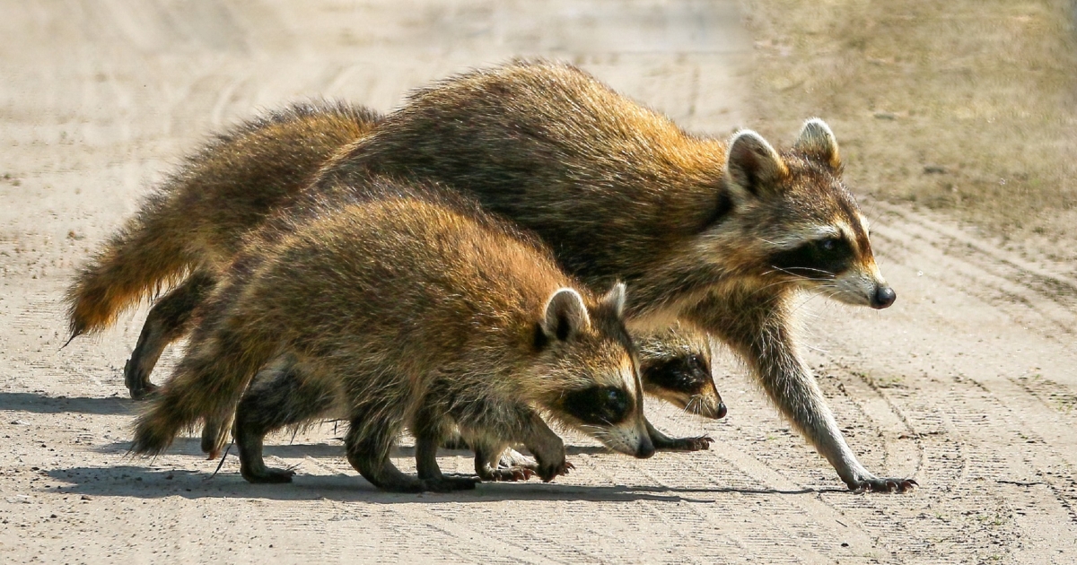 Raccoon Family | U.S. Fish & Wildlife Service