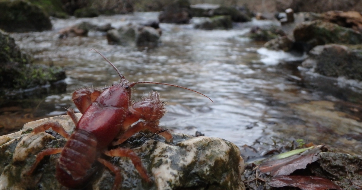 Proposed Listing of the Brawleys Fork Crayfish - Proposed 4(d) Rule and ...