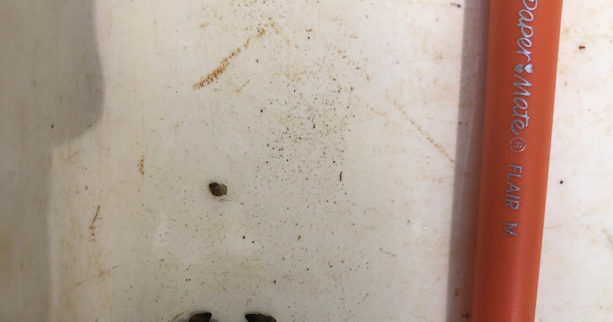 Armored Snail Draft Recovery Plan | U.S. Fish & Wildlife Service