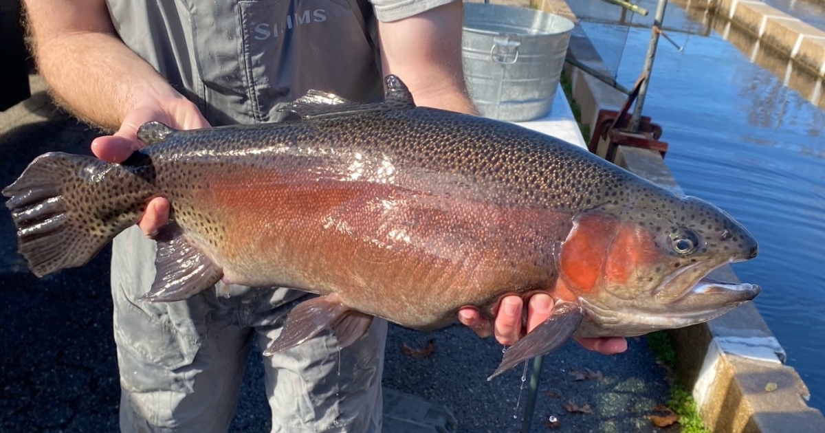 Big Fish Hit the River | U.S. Fish & Wildlife Service