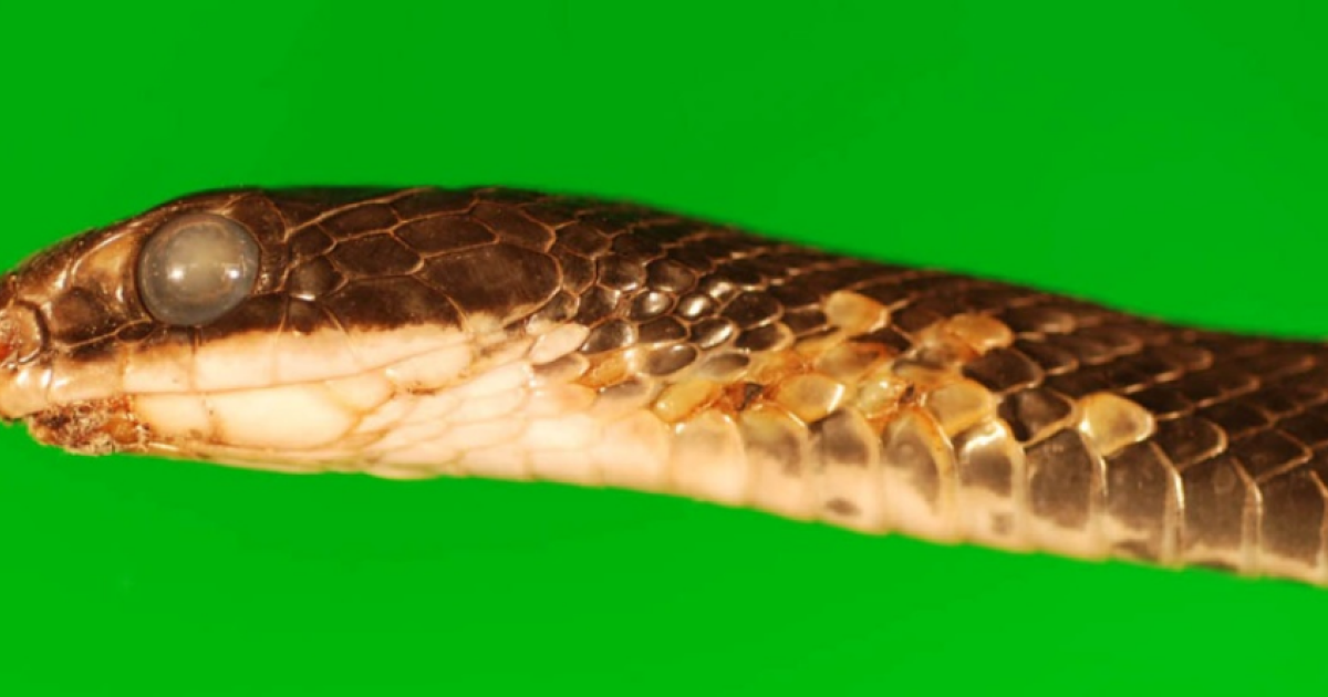 Curated visual reference: Reptile Skin Diseases Treatment Options Reference: Understanding Snake Fungal Disease Impacts Treatments And Prevention