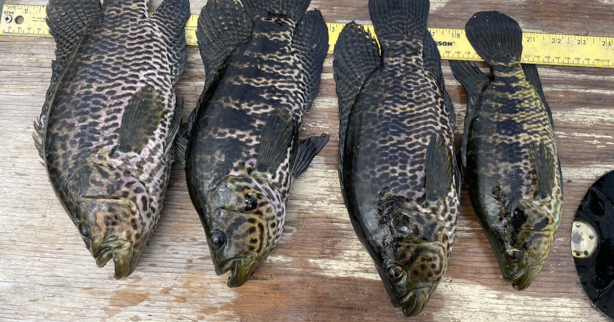Early Detection Sampling for Aquatic Invasive Species | U.S. Fish ...