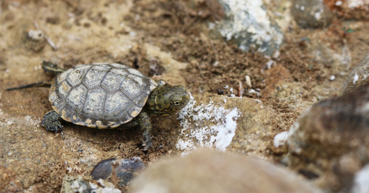 Western Turtle Western Pond Turtle (Actinemys marmorata) | U.S. Fish & Wildlife Service