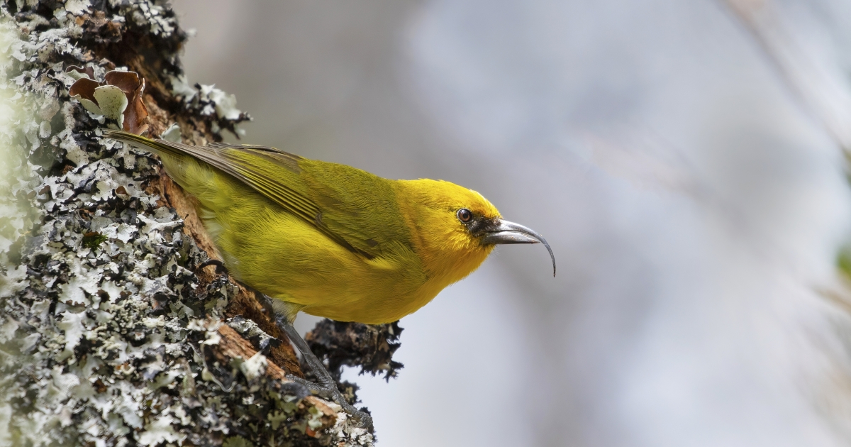 Birds of Hakalau Forest and Kona Forest | U.S. Fish & Wildlife Service