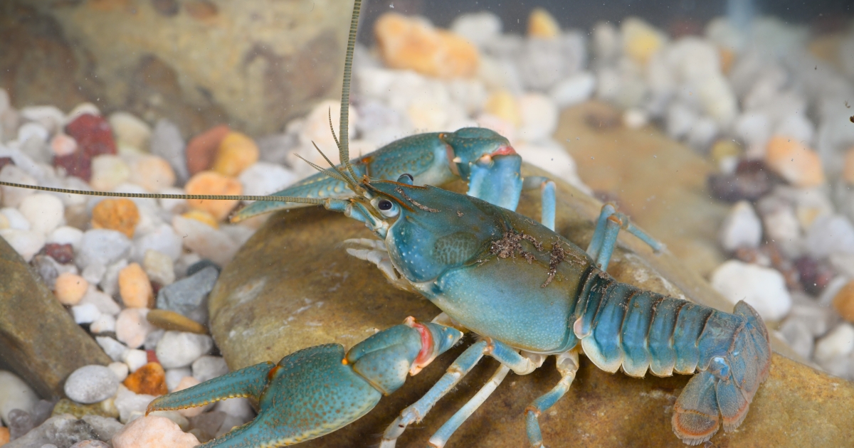 Home for the holidays | U.S. Fish & Wildlife Service