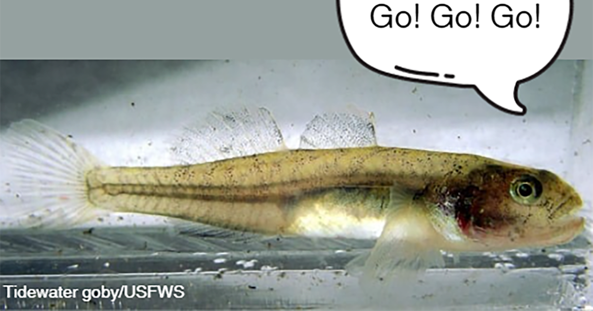 Locks Goby ESA Spectator: Tidewater Goby | U.S. Fish & Wildlife Service