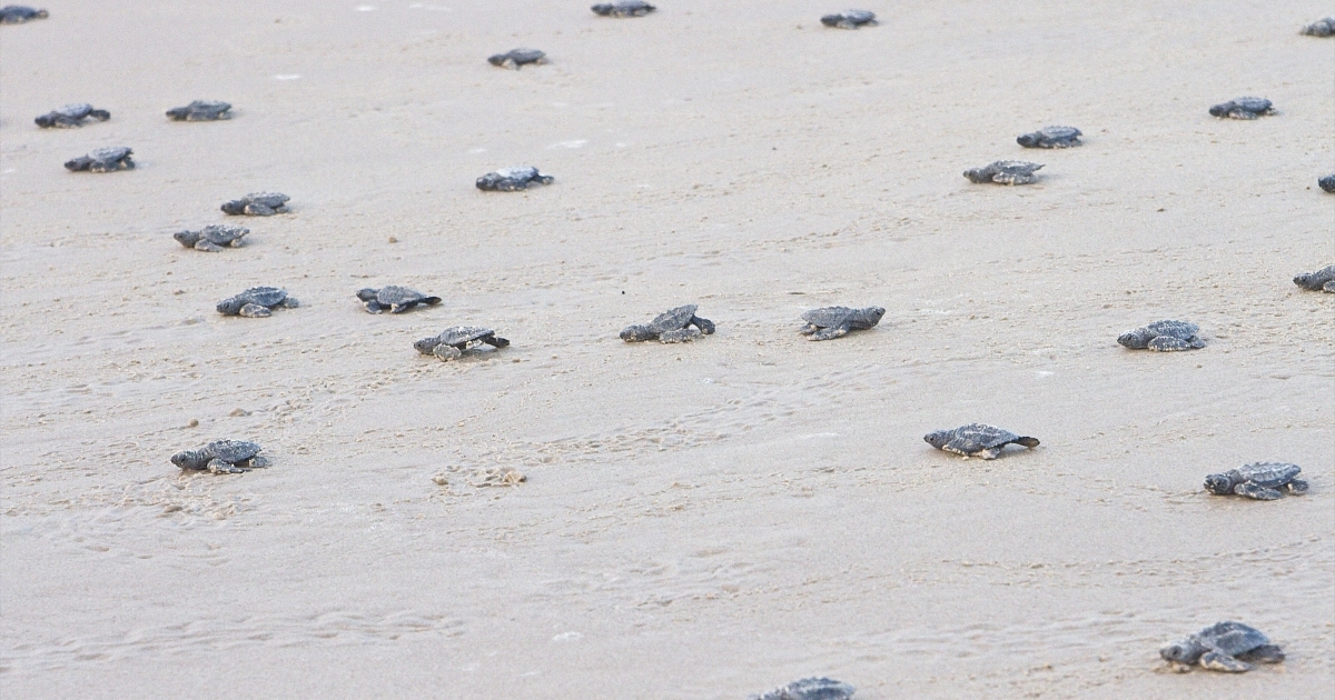 Sea Turtle Nesting Season Kicks Off on the Texas Coast | U.S. Fish ...