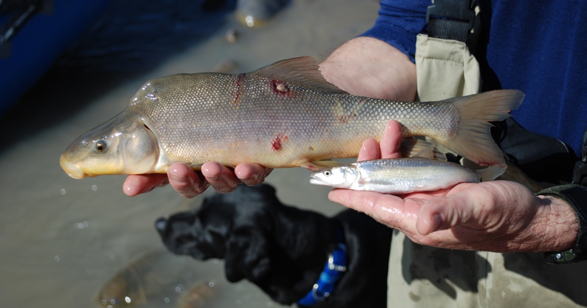 Quantitative Assessments of Native Fish Recovery | U.S. Fish & Wildlife ...