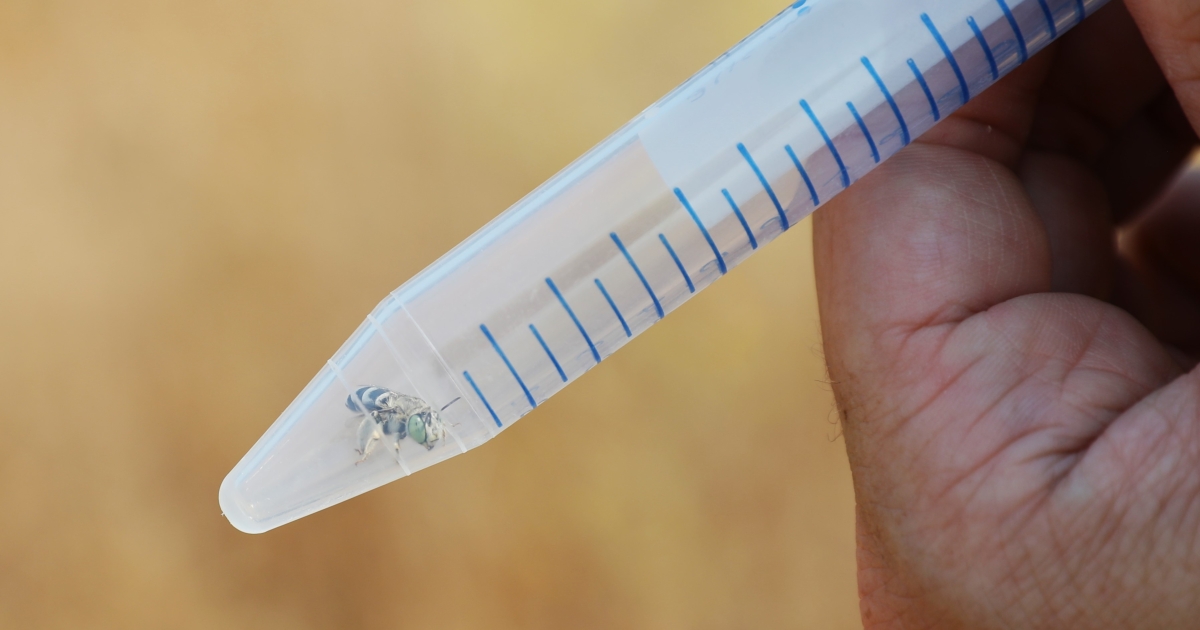 Pioneering nonlethal native bee surveys in California U.S. Fish