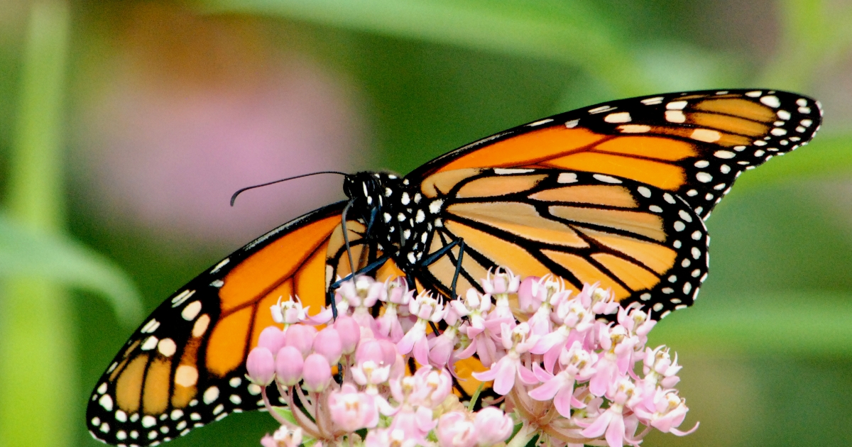 Public Invited to Influence Monarch Butterfly's Future Status