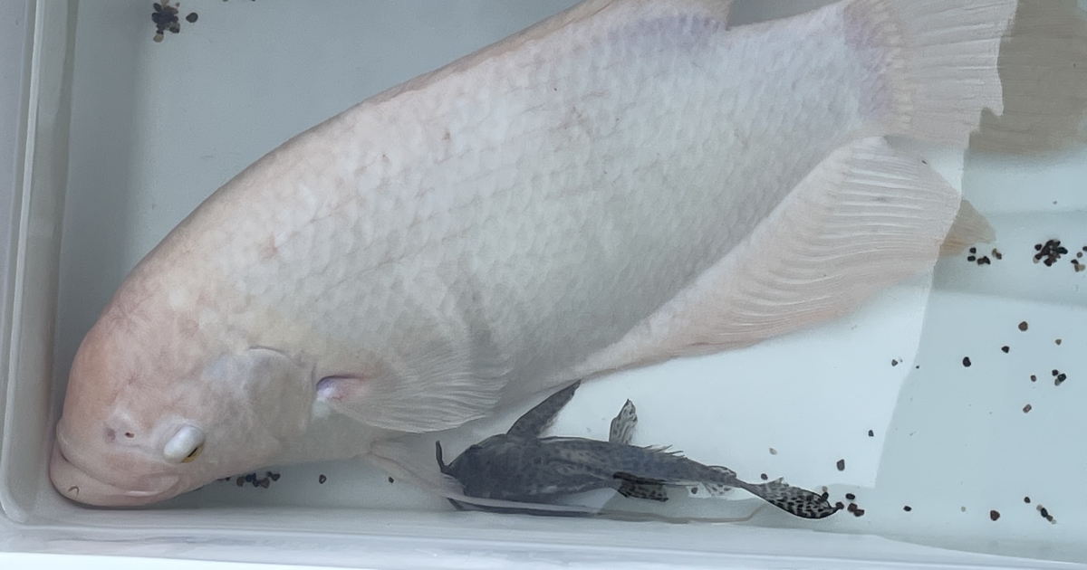 Fish Surrender Program | U.S. Fish & Wildlife Service