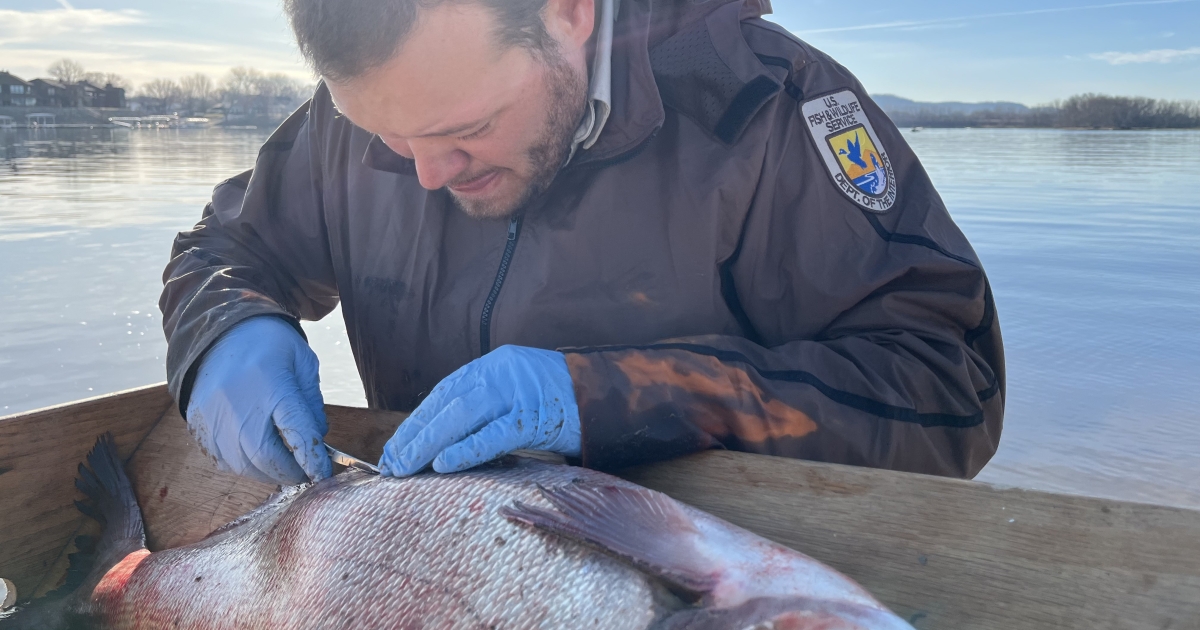 Monitoring Bighead and Silver Carp in the Mississippi River using ...