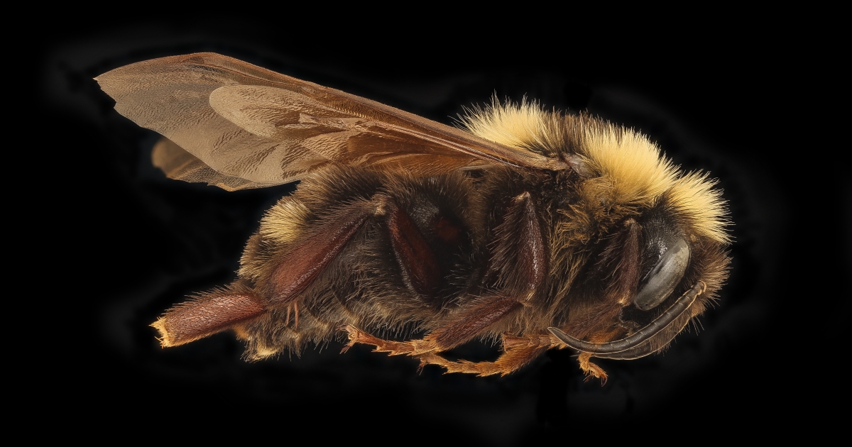 Variable Cuckoo Bumble Bee (Bombus variabilis) | U.S. Fish & Wildlife ...