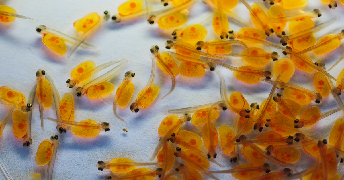 Back-Crossing for Gila Trout Recovery | U.S. Fish & Wildlife Service