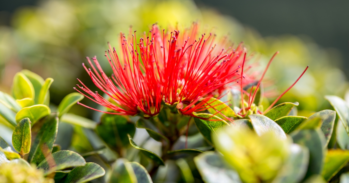 201 イロハモミジ Listening to the Hilo Rain: Impacts of Rapid ʻŌhiʻa Death on Lei
