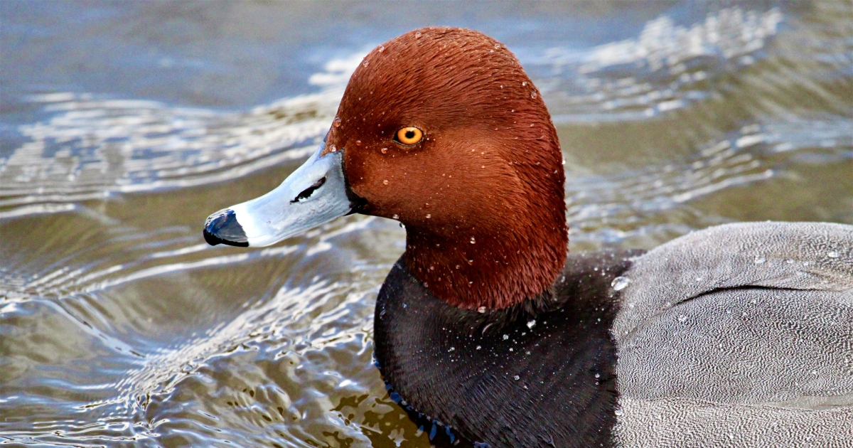 Meet the Redhead Duck | U.S. Fish & Wildlife Service