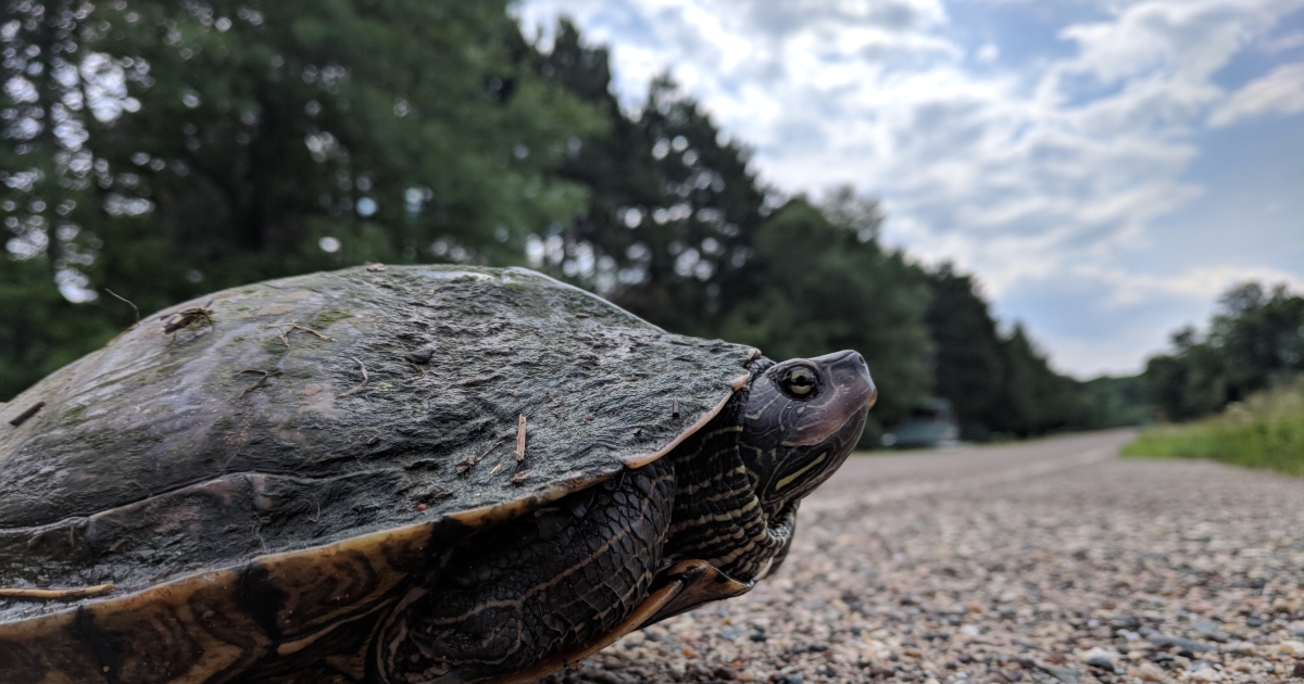 North Turtle Northern Map Turtle (Graptemys geographica) | U.S. Fish & Wildlife Service