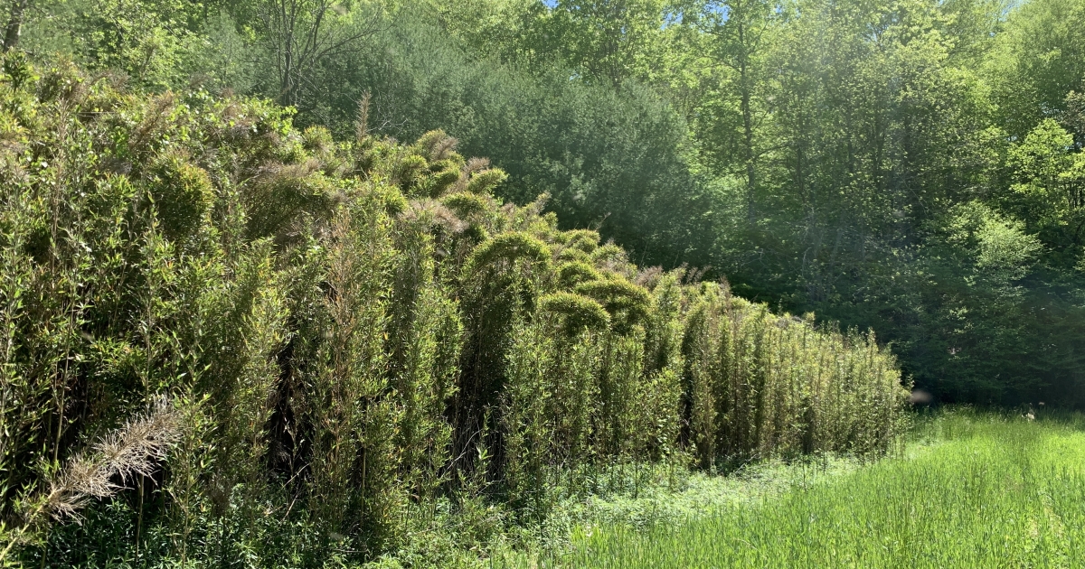 Collaboration for River Cane Restoration | U.S. Fish & Wildlife Service