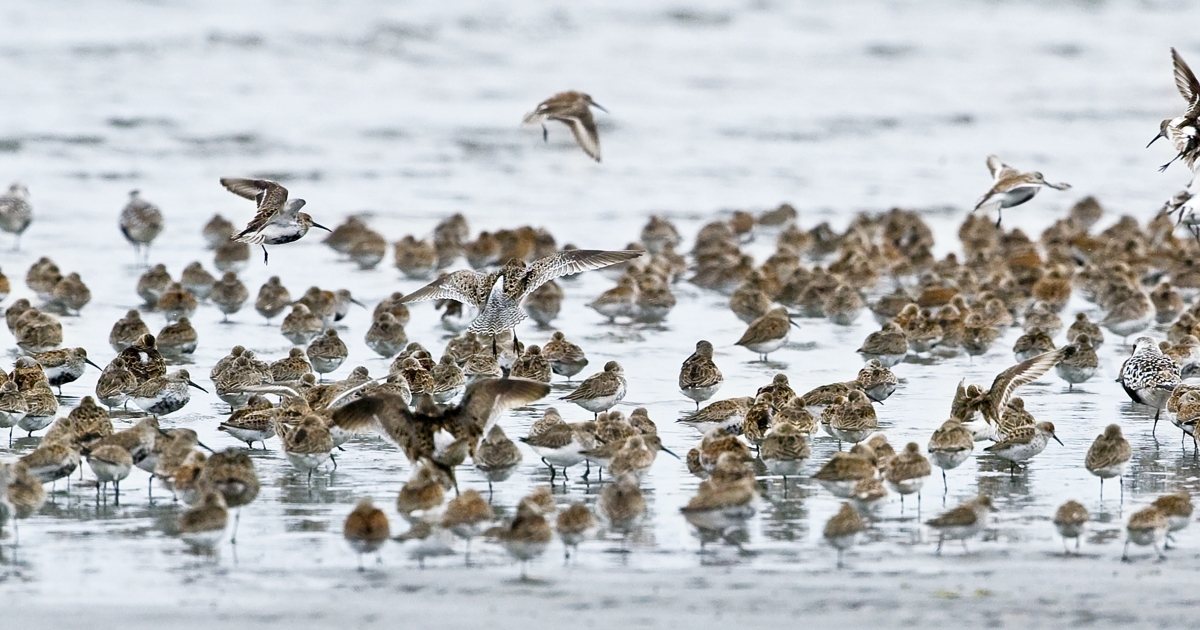 Shorebird Numbers | U.S. Fish & Wildlife Service