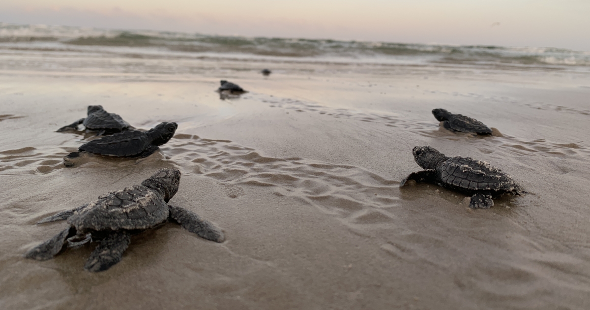 Safeguarding Sea Turtle Nests Across the Texas Coast | U.S. Fish ...