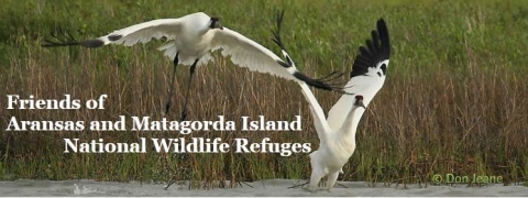 whooping cranes flying
