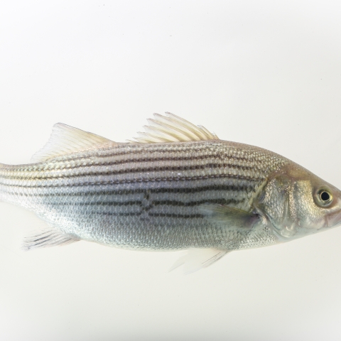 Rockfish (Morone saxatilis)  U.S. Fish & Wildlife Service