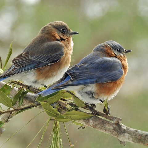 Eastern Bluebird Bird Facts  Sialia sialis - A-Z Animals