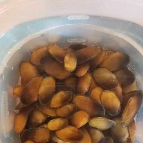 Louisiana Pearlshell (Margaritifera hembeli) | U.S. Fish