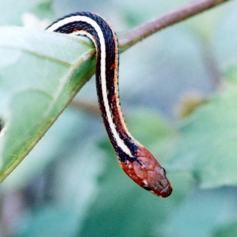 San Francisco Garter Snake (Thamnophis sirtalis tetrataenia)