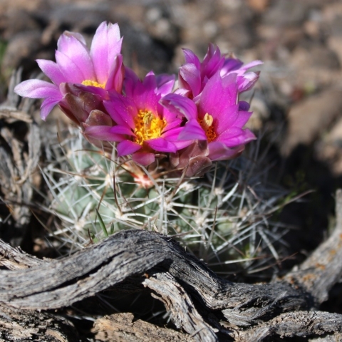 Uinta Basin Hookless Cactus (Sclerocactus glaucus) | U.S. Fish & Wildlife  Service