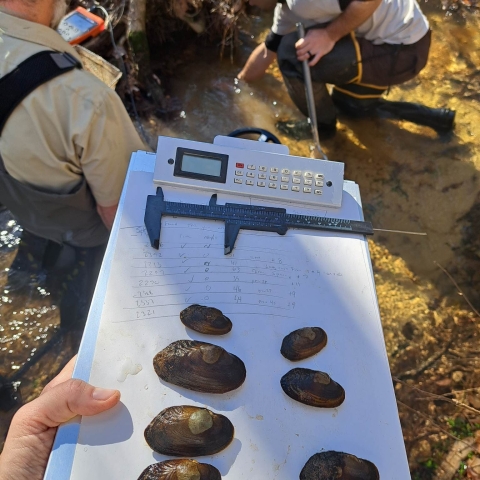 Louisiana Pearlshell (Margaritifera hembeli) | U.S. Fish