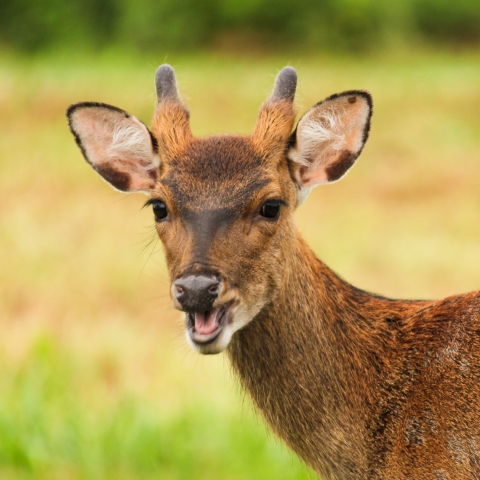 Sika Deer (Cervus nippon) | U.S. Fish & Wildlife Service