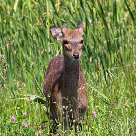 A deer / 鹿 Axis deer (Shizuoka Municipal Nihondaira Zoo, Shizuoka