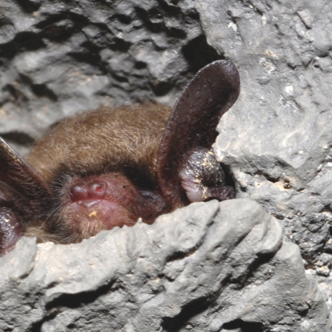 Northern myotis roosting in a crevice