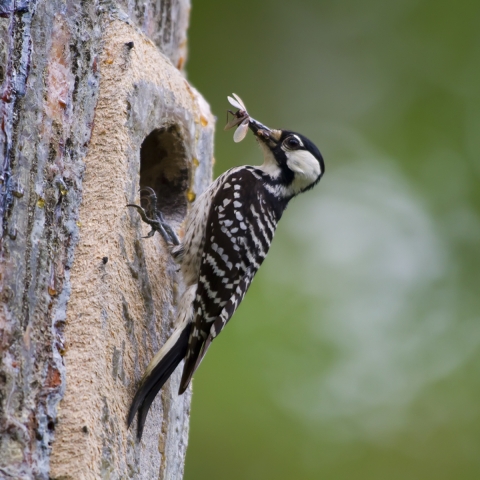 A red-cockaded woodpecker feasts on a bug