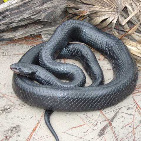 Eastern Indigo Snake on a sandy substrate