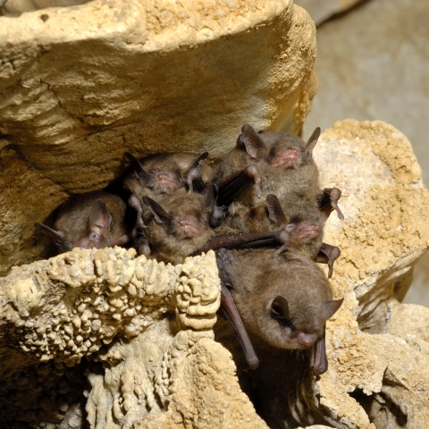Gray bats roosting in a cave