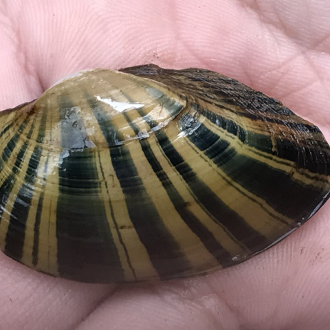 Person holding a shiny-rayed pocketbook mussel in hand