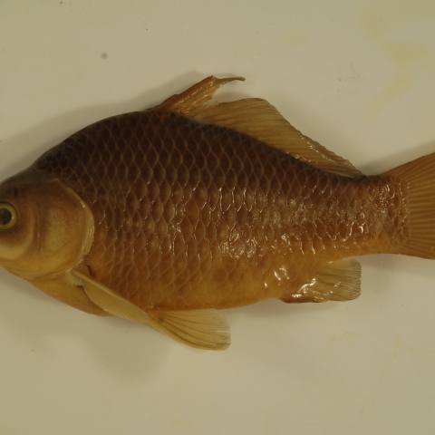Goldfish (Carassius auratus) | U.S. Fish & Wildlife Service